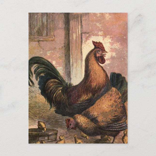 Carte Postale Coq rouge, haricots Brown et poussins pour bébés e (Devant)