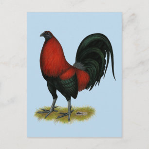 Carte Postale Coq Rouge Noir de Combat Américain BB