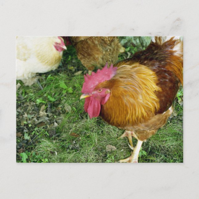 Carte Postale Coq sur le rôdeur (Devant)