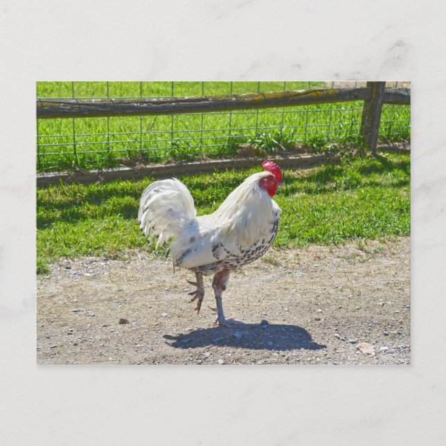Carte Postale Coq Traversant la route sur une ferme du Vermont (Devant)