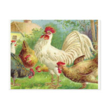 Coq vintage et poulets