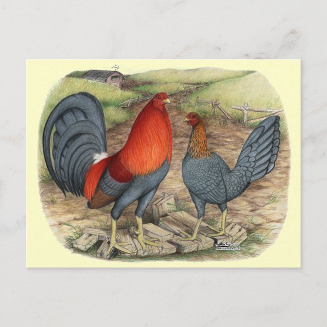 Carte Postale Coqs américains bleus rouges (Devant)