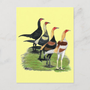 Carte Postale Coqs de Combat Moderne
