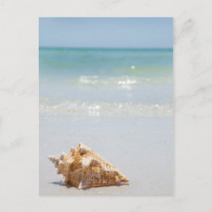 Carte Postale Coque Conch Sur La Plage Floride, Saint-Pétersbo