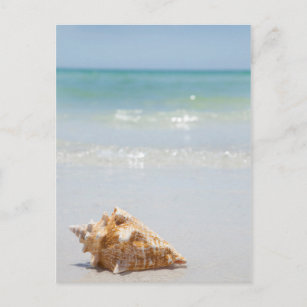 Carte Postale Coque Conch Sur La Plage   Floride, Saint-Pétersbo
