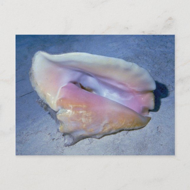 Carte Postale Coque Queen (Strombus gigas) Shell (Devant)