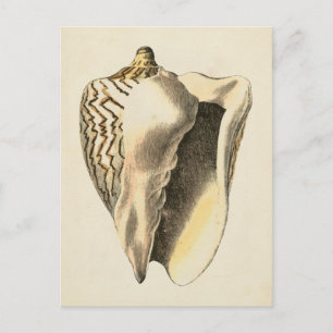 Carte Postale Coque vintage Sepia Conch