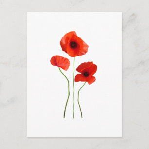 Carte Postale coquelicot