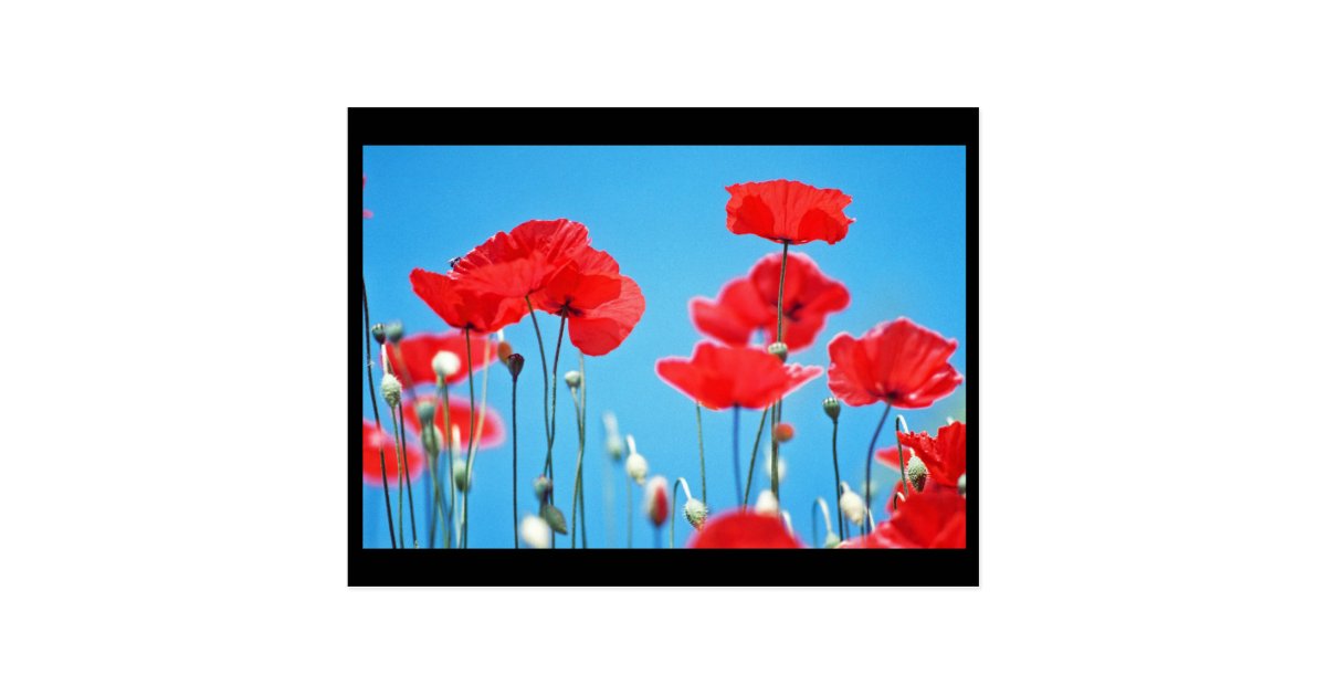 Carte Postale Coquelicot Zazzle Fr