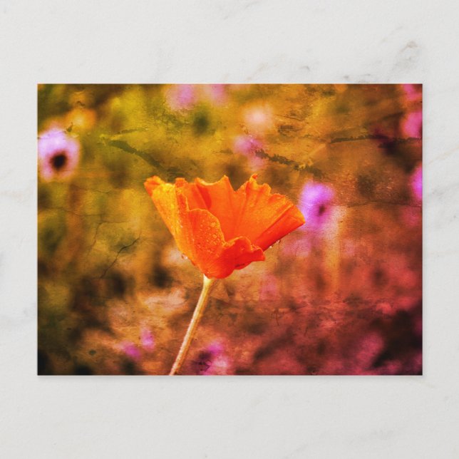 Carte Postale Coquelicot de chiffon orange et mur (Devant)