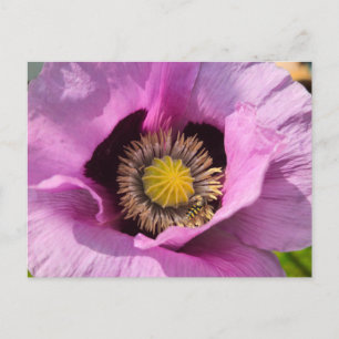 Carte Postale Coquelicot et un insecte