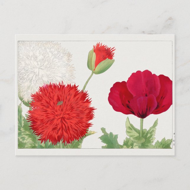 Carte Postale Coquelicot par Tanigami Konan (Devant)
