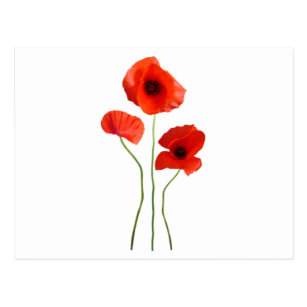 Cartes Postales Coquelicot Originales Zazzle Fr