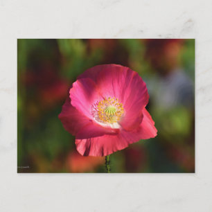 Carte Postale Coquelicot rose au soleil Photographie