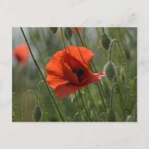 Carte postale - Coquelicot sauvage rouge