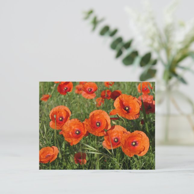 Carte Postale Coquelicots communs (Debout devant)