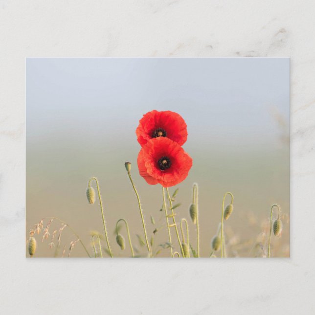 Carte Postale Coquelicots dans la lumière du matin (Devant)