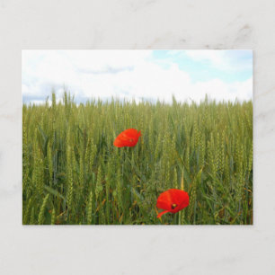 Carte postale Coquelicots dans un champ de blé