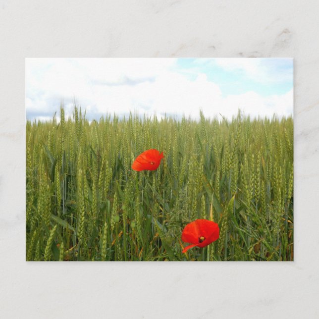 Carte postale Coquelicots dans un champ de blé (Devant)