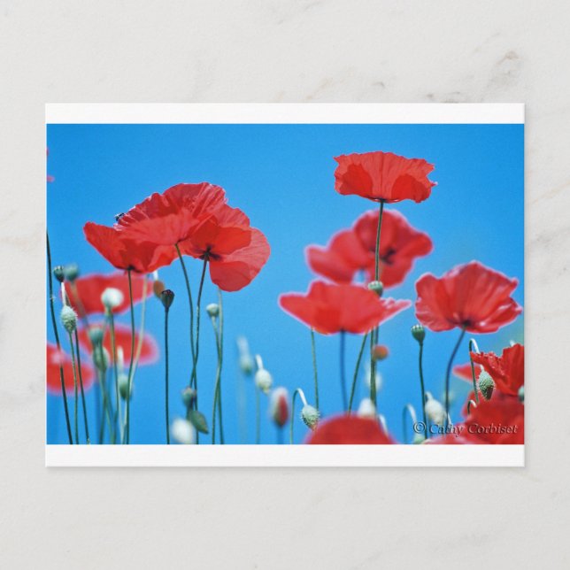 Carte Postale Coquelicots de Provence (Devant)