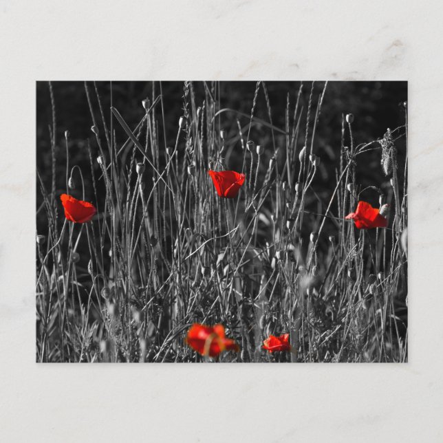 Carte postale - Coquelicots de solitude rouge (Devant)