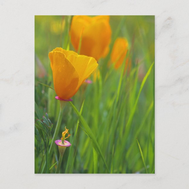 Carte Postale coquelicots dorés de Californie dans un champ vert (Devant)