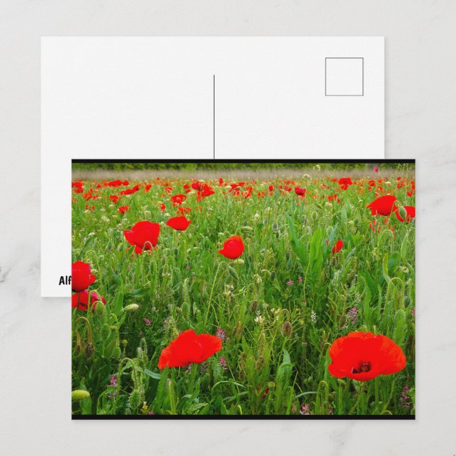 Carte Postale Coquelicots et Fleurs Sauvages (Devant / Derrière)