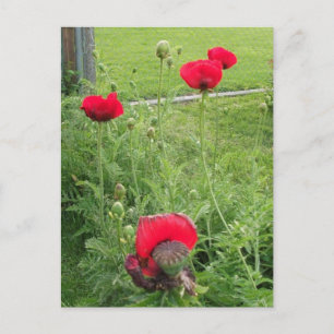 Carte Postale Coquelicots rouges éclatants en fleurs