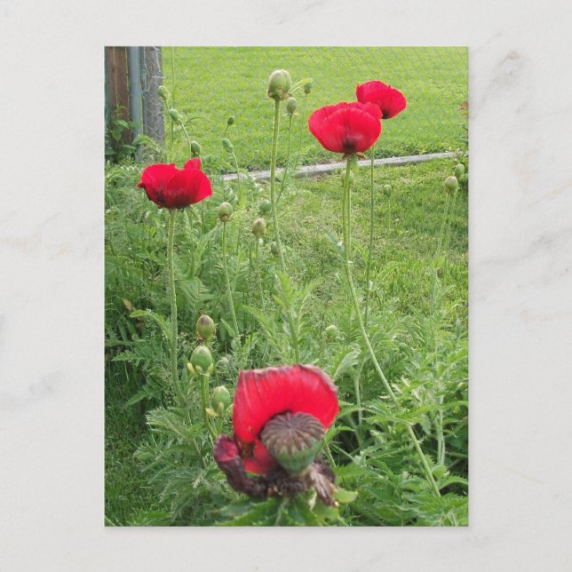 Carte Postale Coquelicots rouges éclatants en fleurs (Devant)
