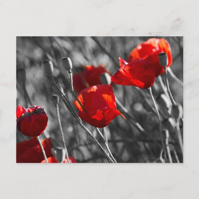 Carte postale - Coquelicots rouges sauvages (Devant)