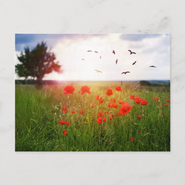 Carte postale coquelicots, soleil et oiseaux (Devant)