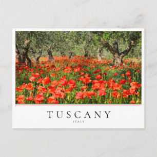 Carte Postale Coquelicots sous des oliviers en Toscane, Italie