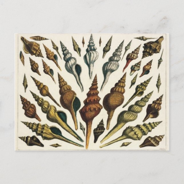Carte postale Coques (Devant)