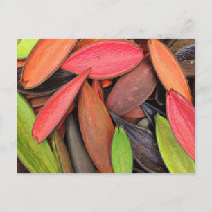 Carte Postale Coques colorées Nature Récolte Pods de semences