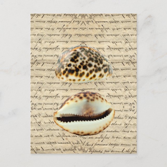 Carte Postale Coques de cowrie (Devant)