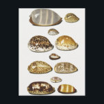 Carte Postale Coques de cowrie tropicale par Johann Gustav Hoch<br><div class="desc">Onze grands et petits coquillages tropicaux de Johann Gustav Hoch (1716-1779). Cette illustration scientifique vintage montre onze types de coquillages de mollusques de brindilles. Cowrie fait référence aux gastropodes,  gros escargots marins.</div>