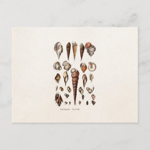 Carte Postale Coques de mer vintage Personnalisé Retro Auger She