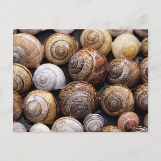 Carte Postale Coques des escargots (Devant)