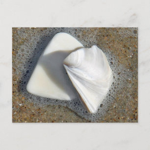 Carte Postale Coques et sable