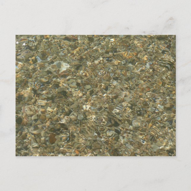 Carte Postale Coques sous l'eau de ruissellement (Devant)