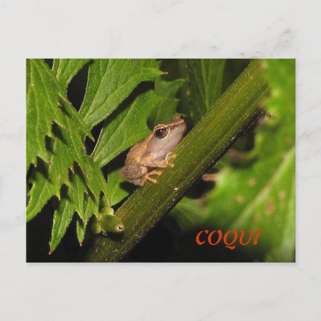 Carte postale Coqui (Devant)