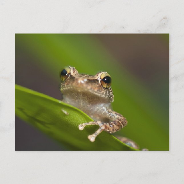 Carte Postale Coqui commun, Eleutherodactylus coqui (Devant)