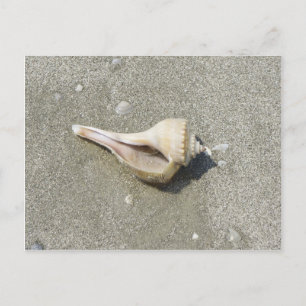 Carte Postale Coquillage
