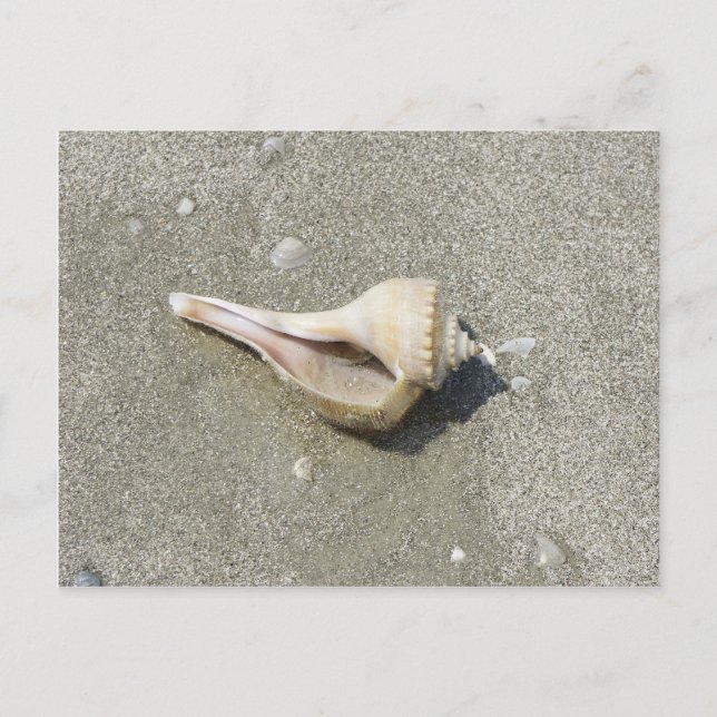 Carte Postale Coquillage (Devant)