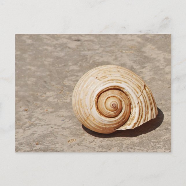 Carte Postale Coquillage (Devant)