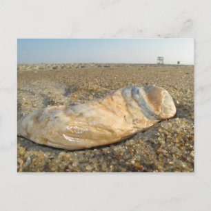 Carte postale Coquillage