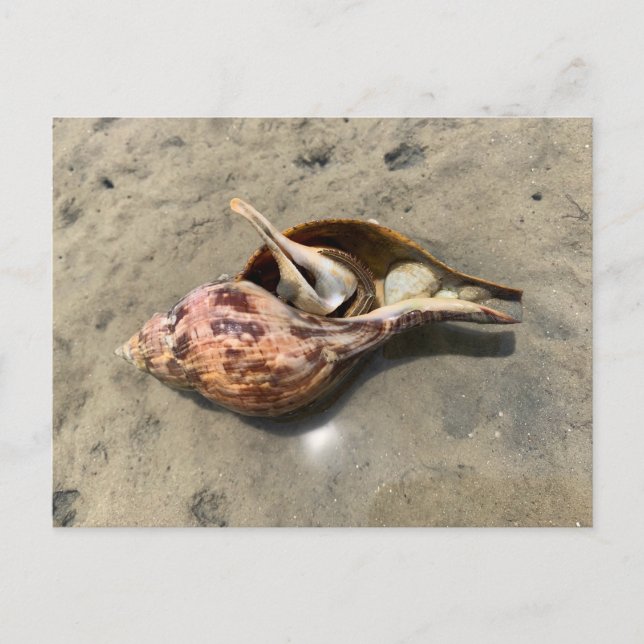 Carte postale Coquillage Bernard-l'hermite Tulip S (Devant)