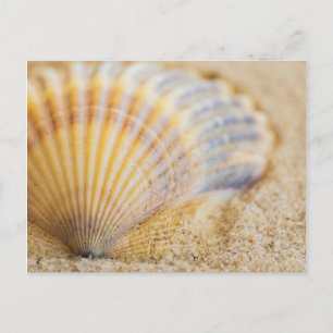 Carte Postale Coquillage doux
