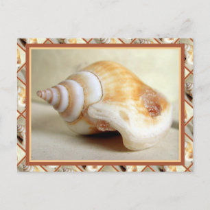 Carte Postale Coquillage océanique