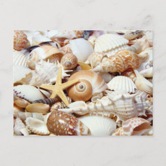 Carte Postale Coquillages